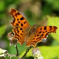 Polygonia c-album-2