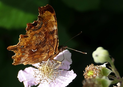 Polygonia c-album-3