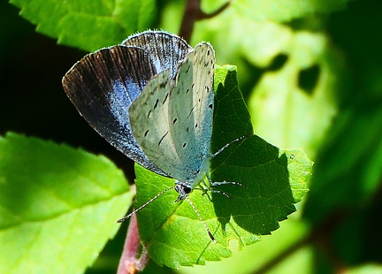 Celastrina argiolus