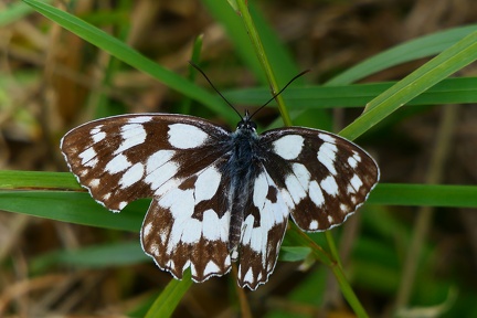 Melanargia galathea-2