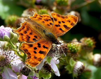 Polygonia c-album-1