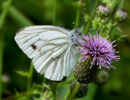 Pieris napi
