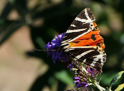 Euplagia quadripunctaria-1