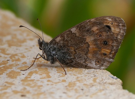 Lasiommata megera-11