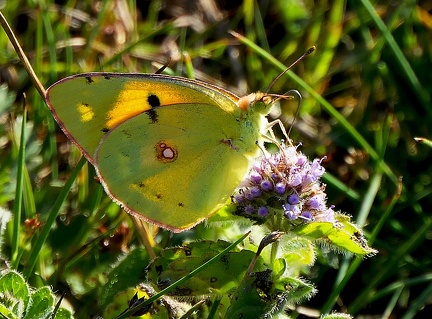 Colias crocea-1