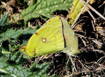 Colias crocea-2