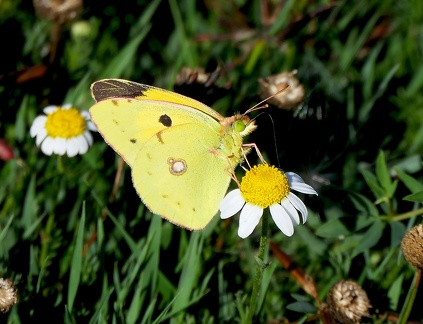 Colias crocea-3