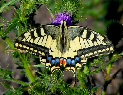 Papilio machaon
