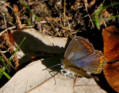 Polymmatus thersites