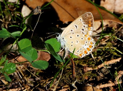 Polymmatus thersites