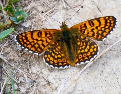 Melitaea cinxia