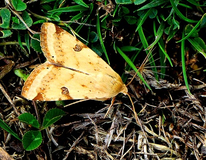 Heliothis peltigera