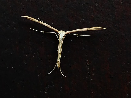 Emmelina monodactyla