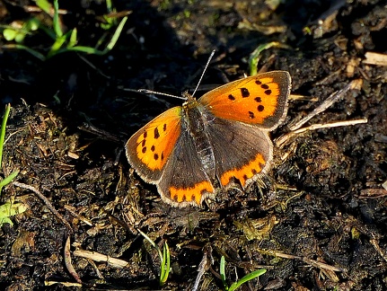 Lycaena phlaeas