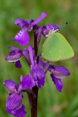 Callophrys rubi-1