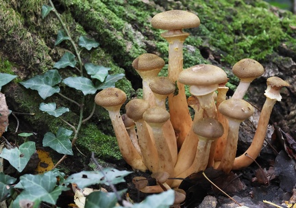 Armillaria mellea-1