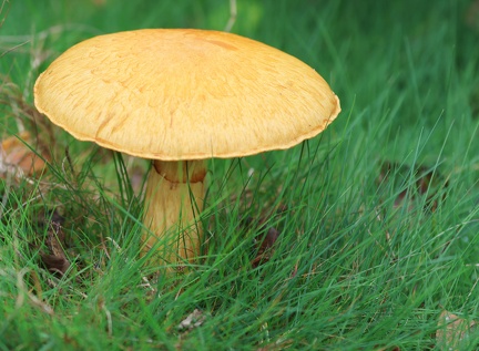 Suillus grevillei