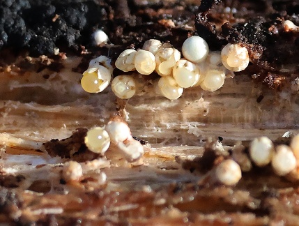 Sphaerobolus stellatus