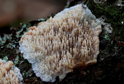 Hyphodontia quercina
