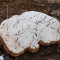 Ganoderma applanatum