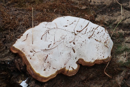 Ganoderma applanatum