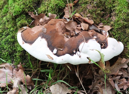 Ganoderma applanatum-&