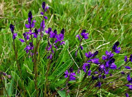 Polygala vulgaris 