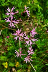 Lychnis flos-cuculi