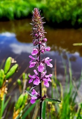 Stachys palustris-1