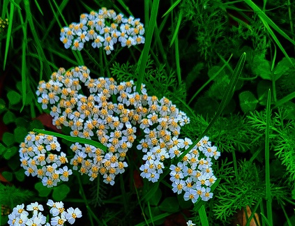 Achillea setacea
