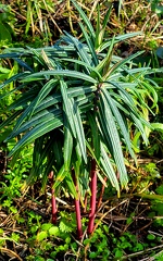 Euphorbia lathyris
