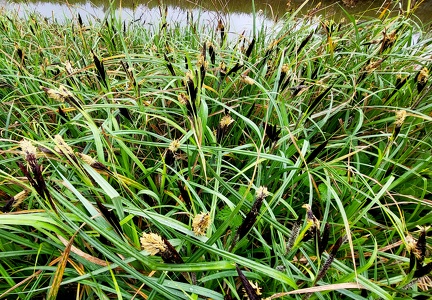 Carex acutiformis