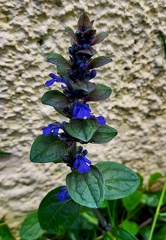 Ajuga reptans