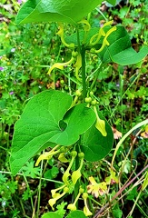 Aristolochia clematitis