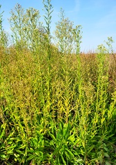 Erigeron floribundus-1