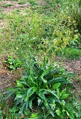 Erigeron floribundus