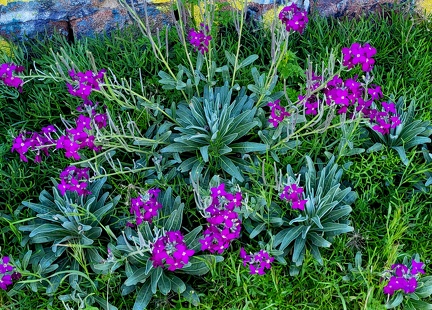 Matthiola incana