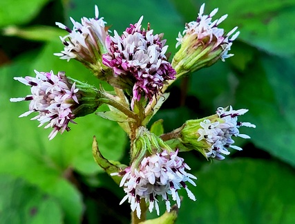 Petasites pyrenaicus-1