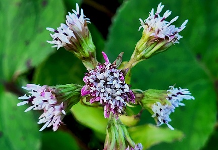 Petasites pyrenaicus-2