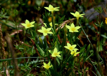 Centaurium maritimum