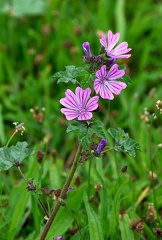 Malva sylvestris