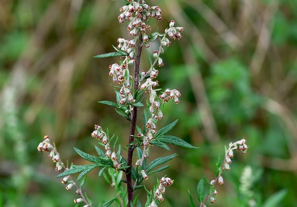 Artemisia vulgaris