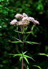 Eupatorium cannabinum-1