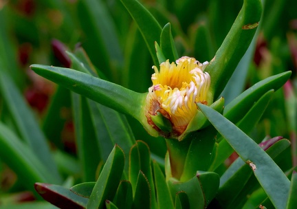 Carpobrotus edulis