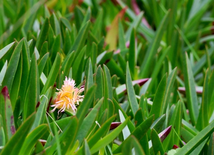 Carpobrotus edulis