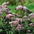 Eupatorium cannabinum