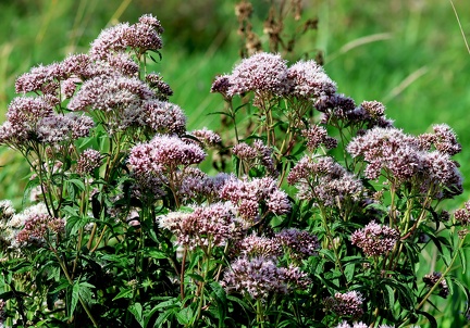 Eupatorium cannabinum