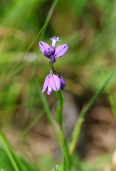Polygala serpyllifolia