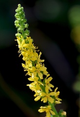 Agrimonia eupatoria