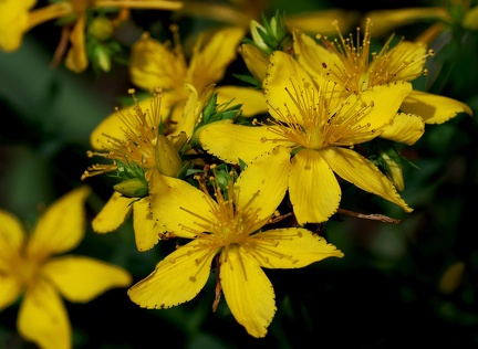 Hypericum perforatum-1